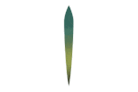 VIRIDIS